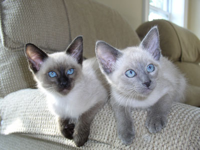 mimi les 2 chats